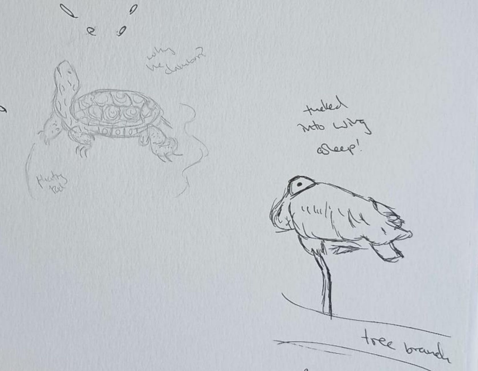 turtle and spoonbill-Pen and Pencil